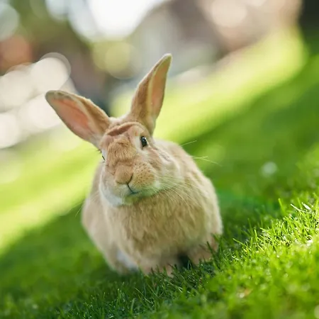 El Oasis Villa L'Eliana