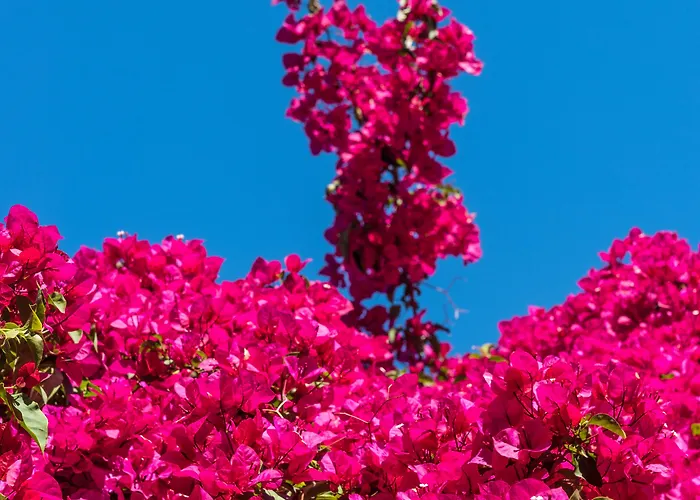 فيلة El Oasis لا إليانا
